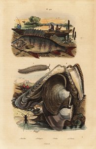 Perche européenne, Perca fluviatilis 1, ver de velours, Peripatus iuliformis 2, chrysope, Perla marginata 3, et huître perlière, Isognomon isognomum 4. Perche, Peripate, Perle, Perne - Unbekannt