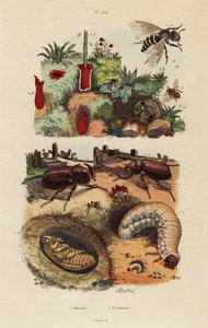 Coléoptère rhinocéros européen, Oryctes nasicornis, nymphe et larve, abeille des vergers européenne, Osmia cornuta, et nid