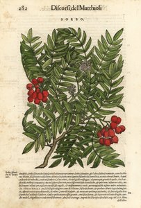 Sorbier des oiseleurs, Sorbus aucuparia. Gravure sur bois coloriée à la main par Wolfgang Meyerpick d