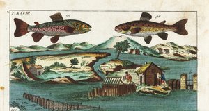 Truite européenne - Technique de pêche utilisant des rapides artificiels pour attraper des poissons - Truite de mer, Salmo trutta trutta 98, omble chevalier, Salvelinus alpinus alpinus 99 - Unbekannter Künstler