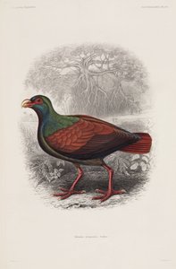Oiseau exotique - Unbekannt