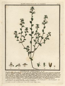 Euphraise, Euphrasia rostkoviana