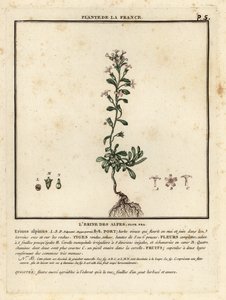 Erin des Alpes, Erinus alpinus - Unbekannter Künstler