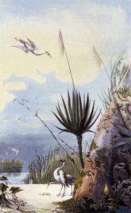 Roseau éventail - Unbekannter Künstler