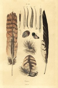 Plumes, panaches, anatomie des oiseaux - Unbekannt