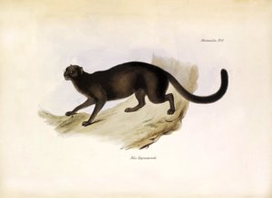 Felis Yagouarondi Jaguarondi ou eyra ou chat loutre, félin américain décrit par Charles Darwin lors de son expédition à bord du Beagle. Planche de « La zoologie du voyage du H.M.S. Beagle » décrite par John Gould, avec notice de leurs habitudes par Charles - Unbekannter Künstler