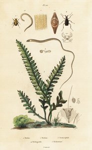 Fougère, coléoptère et nématodes