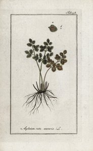 Fougère doradille des murs ou asplénie rue des murs (Asplenium ruta muraria). Lithographie de « Afbeelding der Artseny-Gewassen » par Johannes Zorn (1739-1799), Pays-Bas