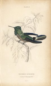 Coquette festive, Lophornis chalybeus (colibri d