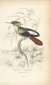 Coquette festive, Lophornis chalybeus (colibri de Vieillot, Trochilus chalybeus). Gravure sur acier coloriée à la main par William Lizars de "Naturalist