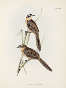 Pinsons, vers 1832-1836