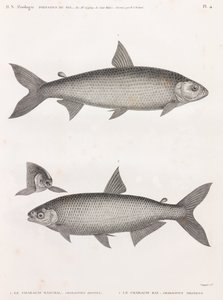 Poissons : Le Characin