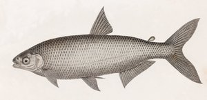 Poissons : le Characin - Unbekannt