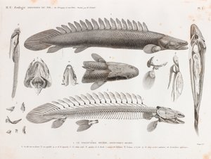 Poisson : Le Polypterus bichir, anatomie - Unbekannt