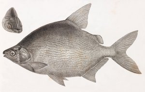 Poissons : Le Serrasalme Citharine - Unbekannt
