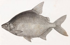 Poissons : Le Serrasalme Citharine - Unbekannt