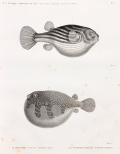 Poisson : Tétrodon