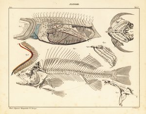 Anatomie du poisson montrant le squelette, les branchies, etc., 1841 - Unbekannter Künstler