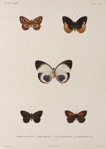 Cinq papillons, Nouvelle-Guinée - Unbekannt