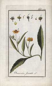 Renoncule flammette ou petite douve ou petite flamme (Ranunculus flammula). Lithographie de « Afbeelding der Artseny-Gewassen » par Johannes Zorn (1739-1799), Pays-Bas - Unbekannter Künstler