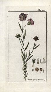 Graine de lin (Linum usitatissimum). Lithographie de « Afbeelding der Artseny-Gewassen » par Johannes Zorn (1739-1799), Pays-Bas