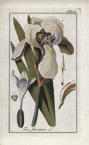 Iris florentin (Iris florentina). Lithographie de « Afbeelding der Artseny-Gewassen » par Johannes Zorn (1739-1799), Pays-Bas - Unbekannter Künstler