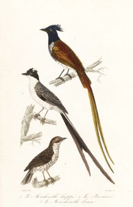 Gobemouches et élénie des Caraïbes