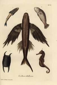 Poisson volant, Exocoetus volitans, rémora, Remora remora, barramundi, Lates calcarifer, hippocampe, espèces Hippocampus. Gravure sur cuivre coloriée à la main d