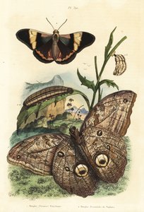 Papillon hibou géant de la forêt, Caligo eurilochus 1 et papillon Brassolis sophorae, nymphe et chenille 2
