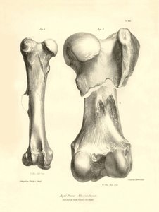 Os fossiles (fémur) de l