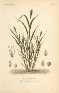 Moha de Hongrie