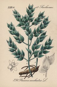 Fragon faux houx ou petit houx - Petit houx, Ruscus aculeatus. Lithographie en couleur de la Flora von Deutschland de Diederich von Schlechtendal, Iéna - Unbekannter Künstler