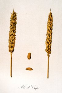 Illustration française du 19ème siècle d