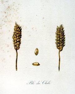 Illustration française du 19ème siècle d
