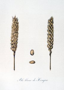 Illustration française du 19ème siècle d