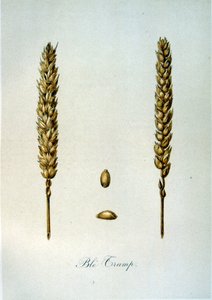 Illustration française du 19ème siècle d