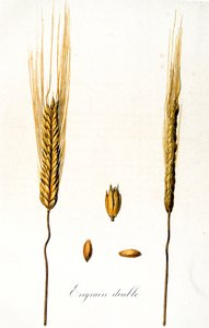 Illustration française du 19ème siècle d