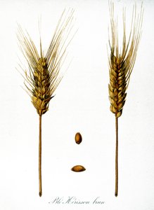Illustration française du 19ème siècle d