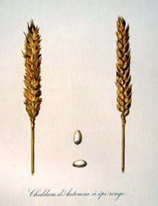 Illustration française du 19ème siècle d