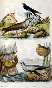 Illustration colorée française vers 1884 représentant des oiseaux de rivière et de côte
