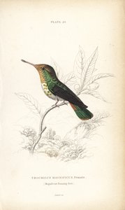 Coquette frangée, Lophornis magnificus, femelle (colibri magnifique, Trochilus magnificus). Gravure sur acier coloriée à la main par William Lizars de "Naturalist