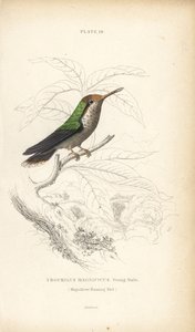 Coquette frisée, Lophornis magnificus, jeune mâle (Colibri magnifique, Trochilus magnificus). Gravure sur acier colorée par William Lizars de la Naturalist