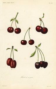 Fruits à noyau - Unbekannt