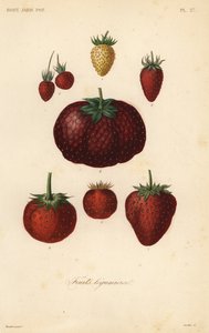 Fruits légumiers - Unbekannt