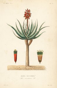 Aloès du fynbos, Aloe succotrina