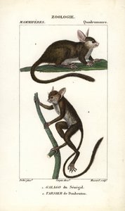 Galago du Sénégal et tarsier de Daubenton - Eau-forte par Jean Gabriel Pretre (1780-1845), gravée par Carnonkel, pour le dictionnaire des sciences naturelles : mammifères par Frédéric Cuvier, édité par Pierre Jean François Turpin (1775-1840), publié par F. - Unbekannter Künstler
