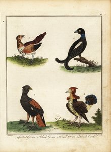 Oiseaux de gibier : tétras lyre, tétras noir, grand tétras, coq de bruyère 1792 (gravure) - Unbekannter Künstler