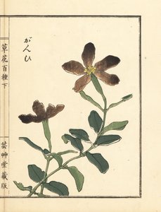 Ganpi ou attrape-mouche, espèce de Lychnis (silène). De Kusa Bana Hyakushu (Cent Variétés de Fleurs) - Unbekannter Künstler