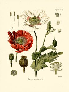 Pavot de jardin (lithographie en couleur)