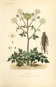 Angélique, Angelica archangelica - Unbekannt